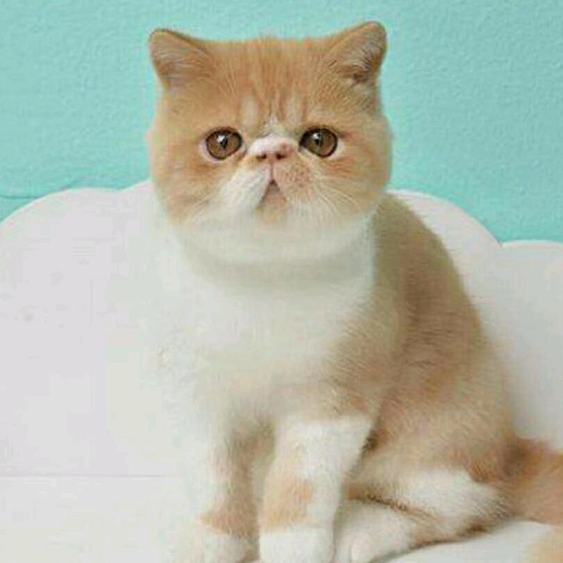 我宠我爱 繁殖基地