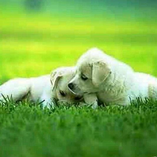 爱取蘑菇的大叔