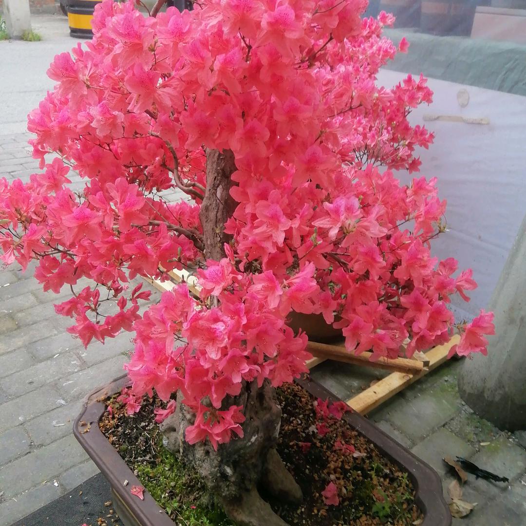user3254161366405祝军义头像