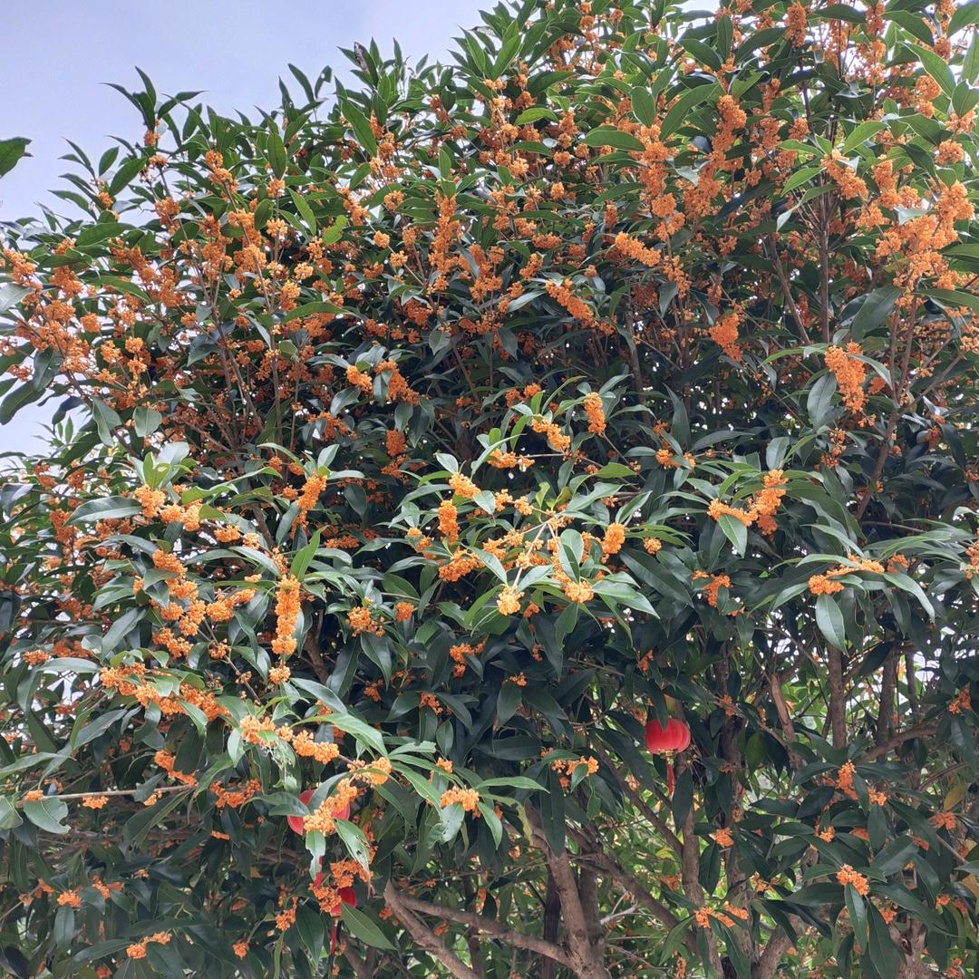 幽默无语