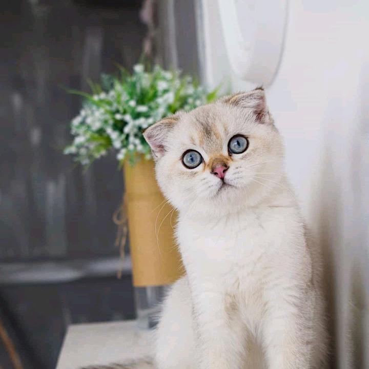 张好运🍀