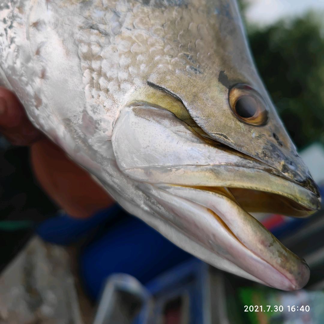 东莞长安Bobo路亚钓鱼场