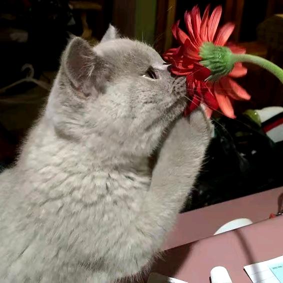 慕茗思燕！🕊🌷🌹