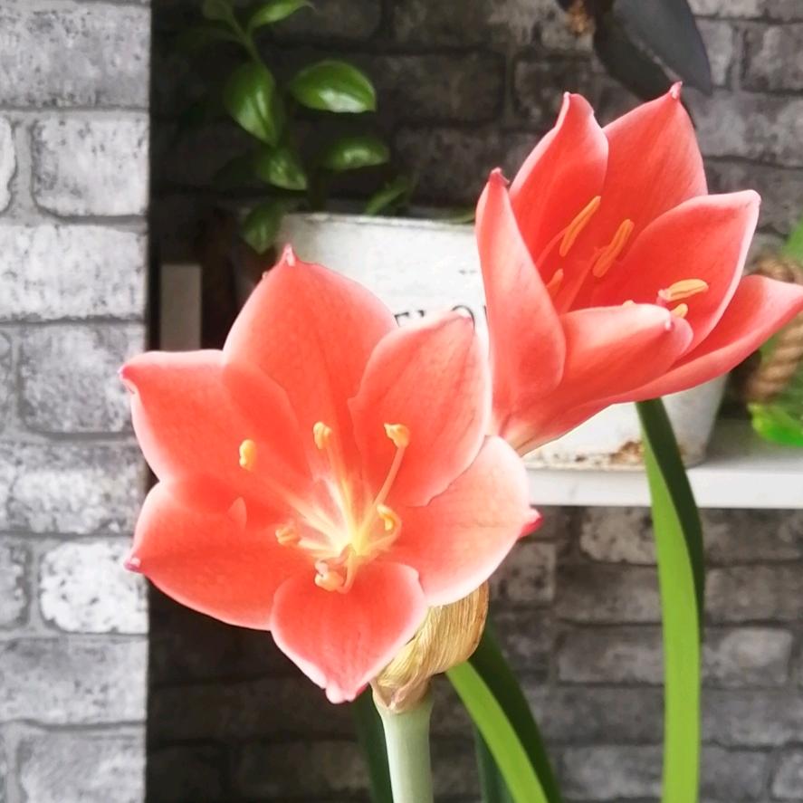 石榴石(勿连赞）