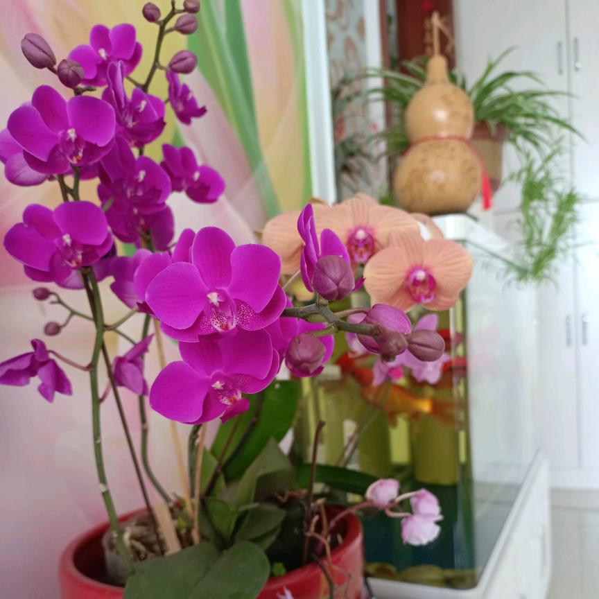 红日🌺
