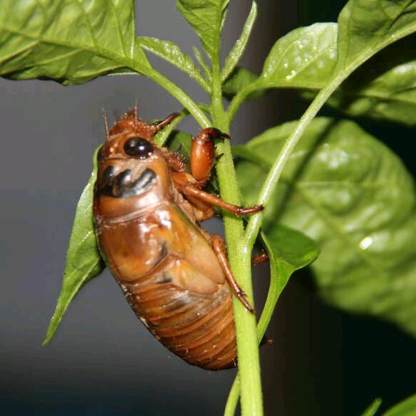 邯郸广府金蝉（爬蚱）养殖