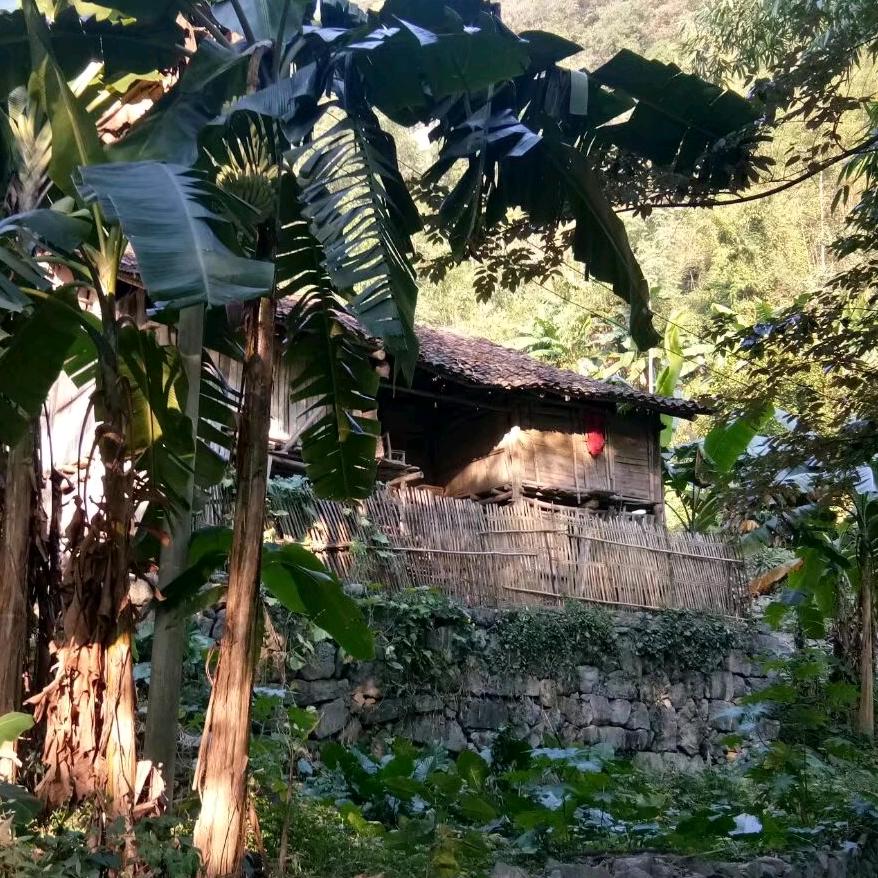 农村人爱种植