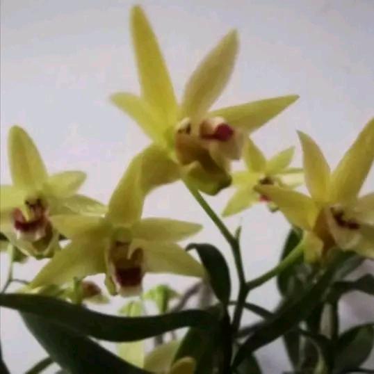 雨