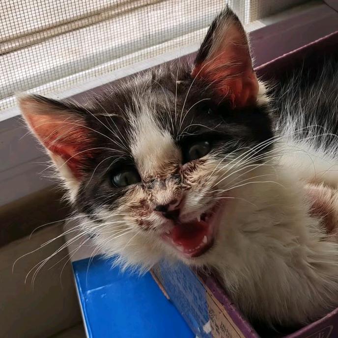 圣火昭昭圣光耀耀凡我弟子喵喵喵喵