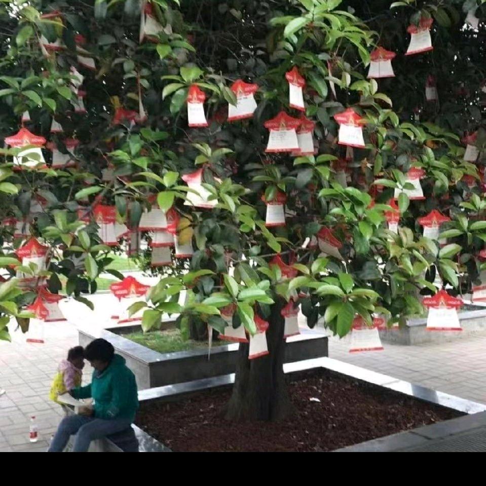 红梅