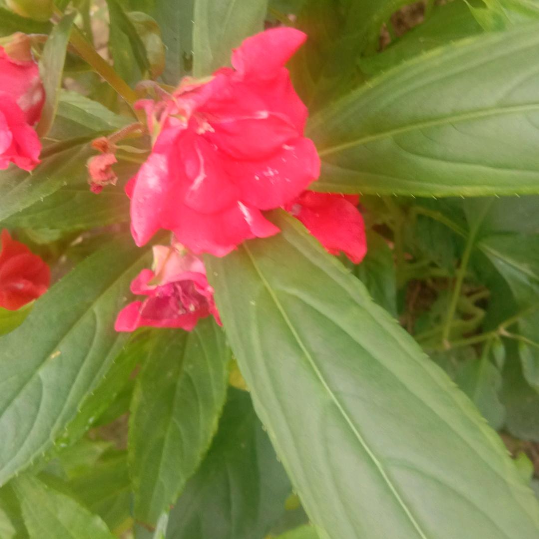 一花壹语忆世界