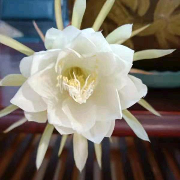 昙花一现