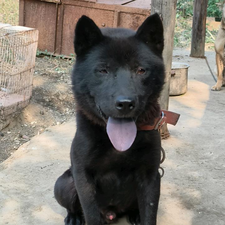 中华田园犬繁训中心
