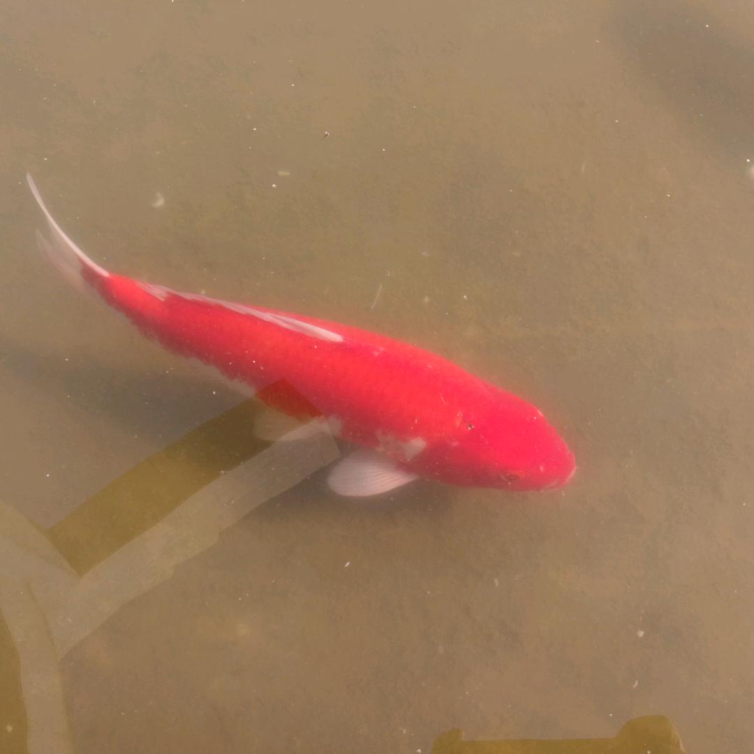 独家龙（鞋店）地址夏邑县，郭店镇