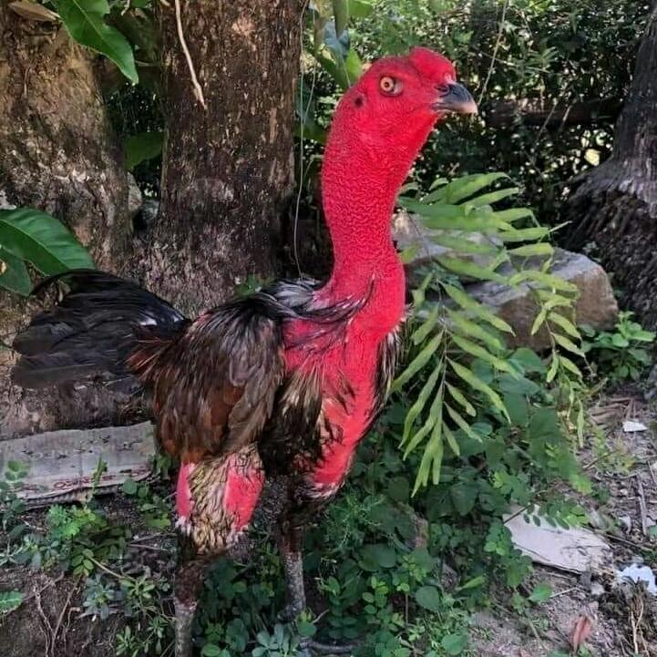 阿松精选斗鸡🐔
