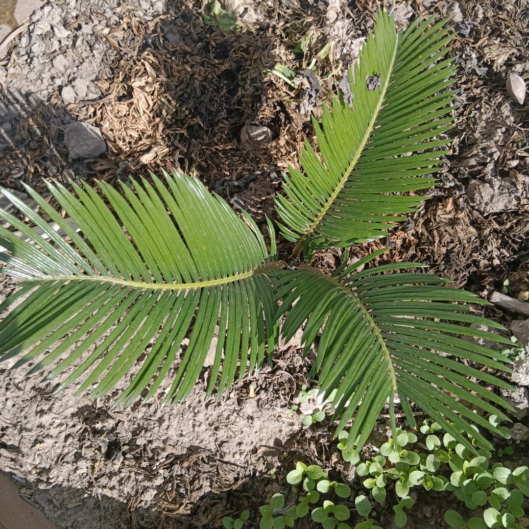 地球，人类王国