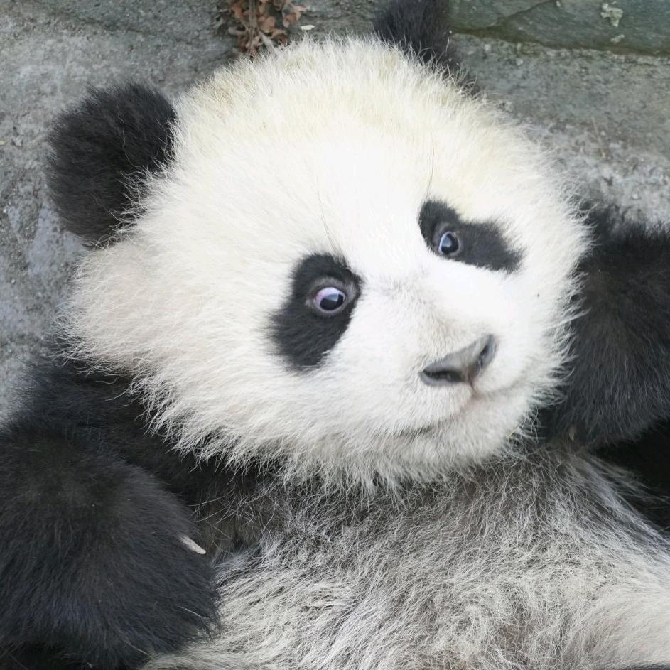 黑白熊🐼