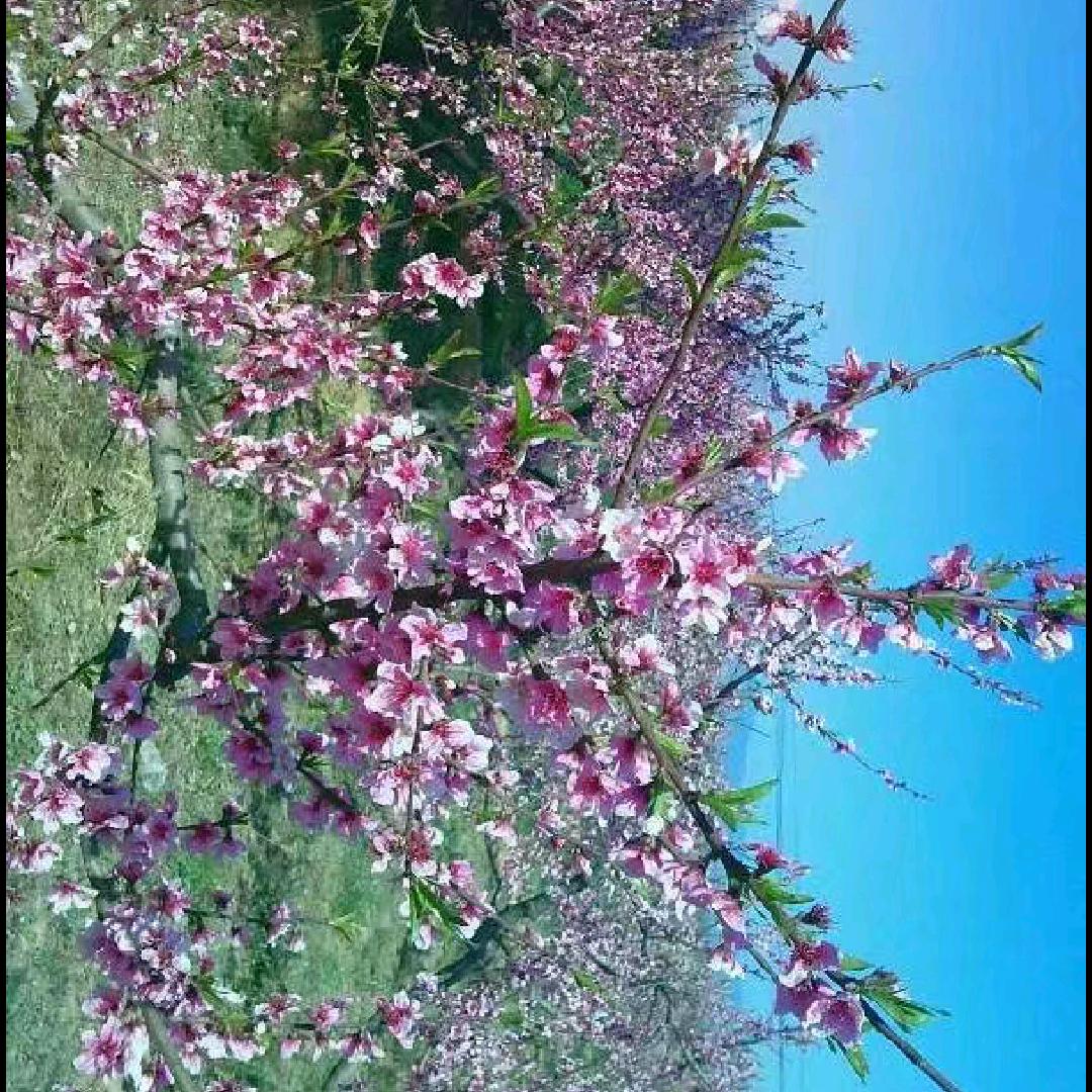 拼博哥