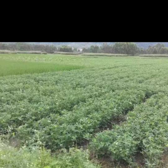 树叶