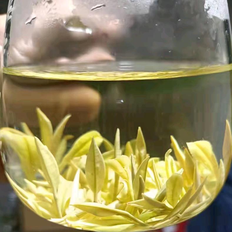 安吉白茶（茶农生活）
