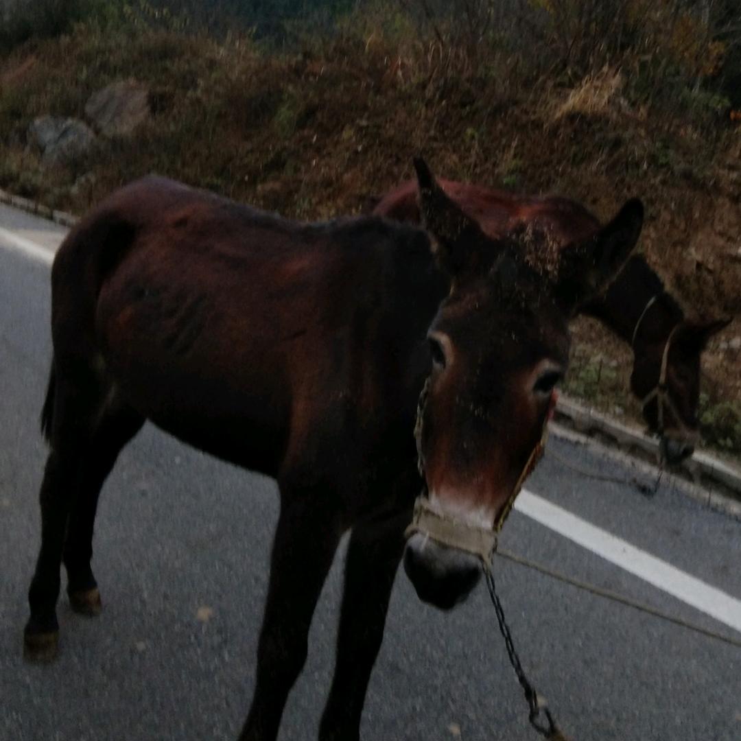 洋县八里关马队