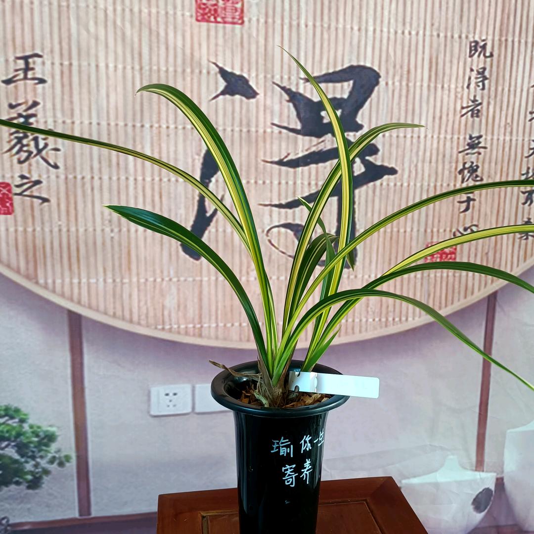 久醉心弦