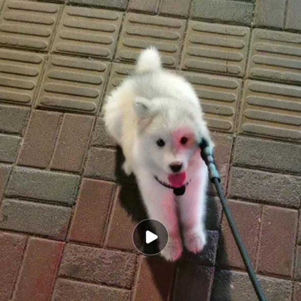 妞妞吃不饱