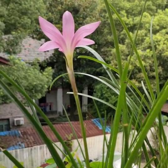 蝴蝶。