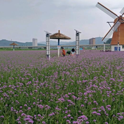 二零二零的夏天