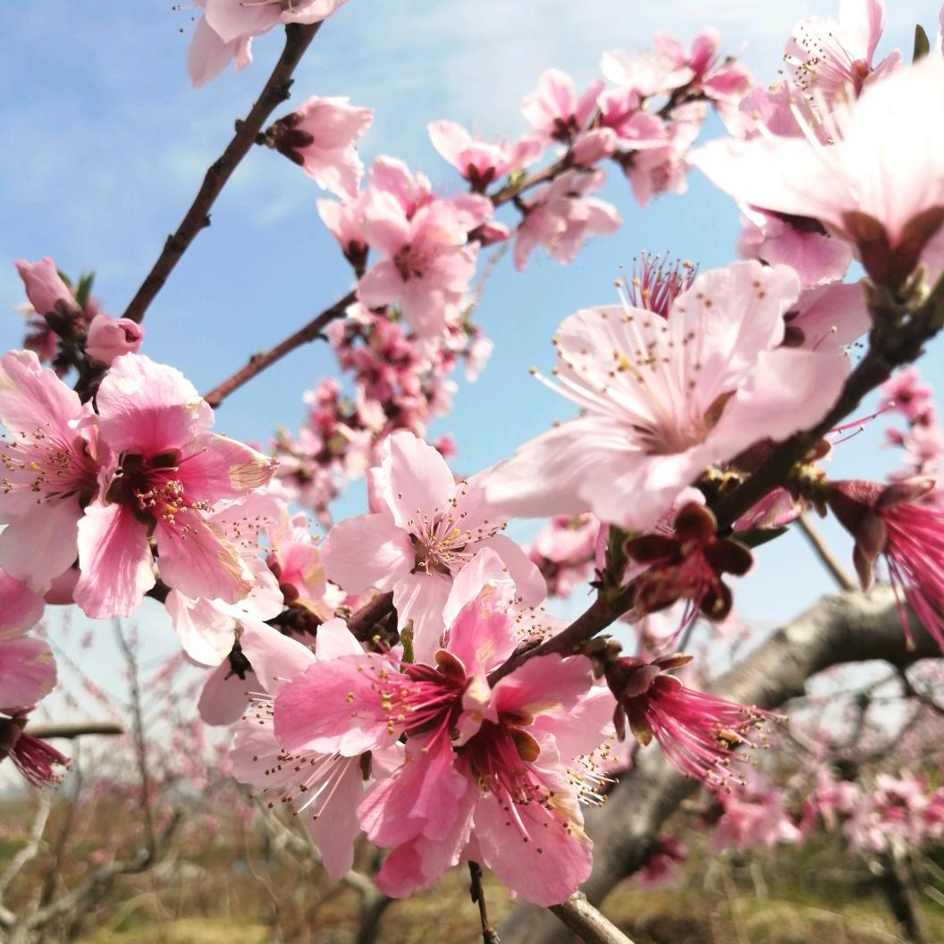 蒙山燕姐
