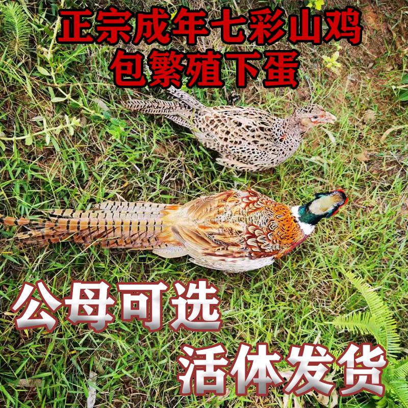 威创三农