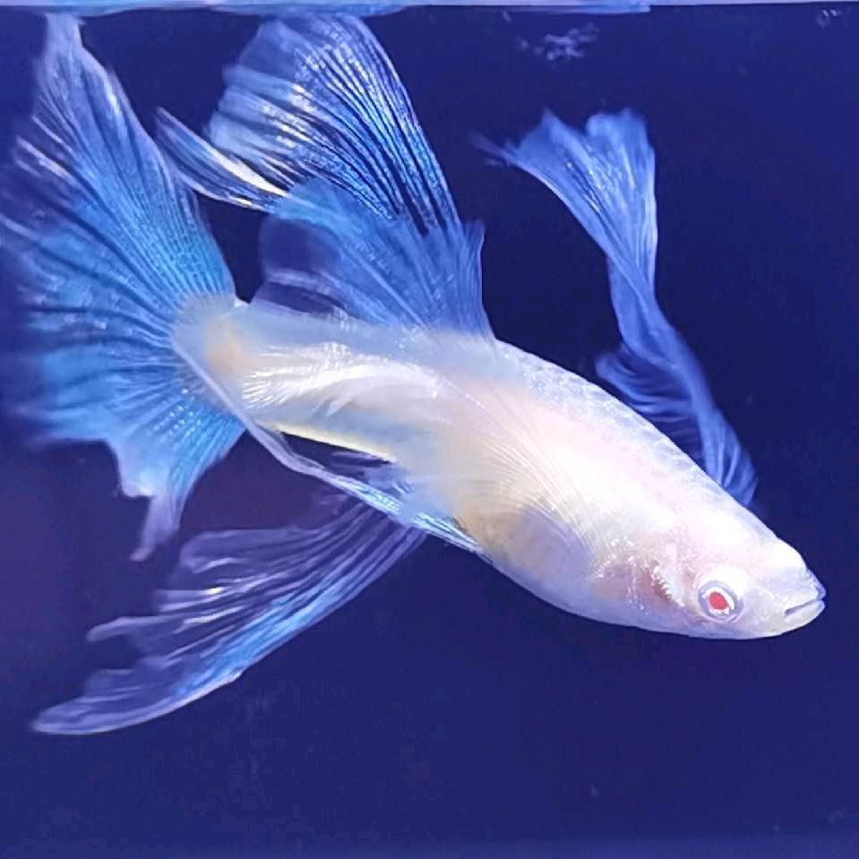 大湾仔蝶翼斑马鱼水族