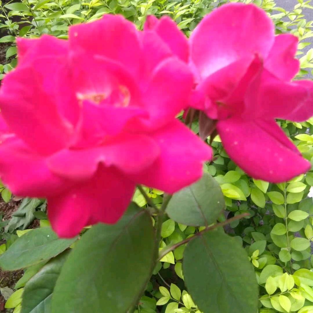 春暖花红