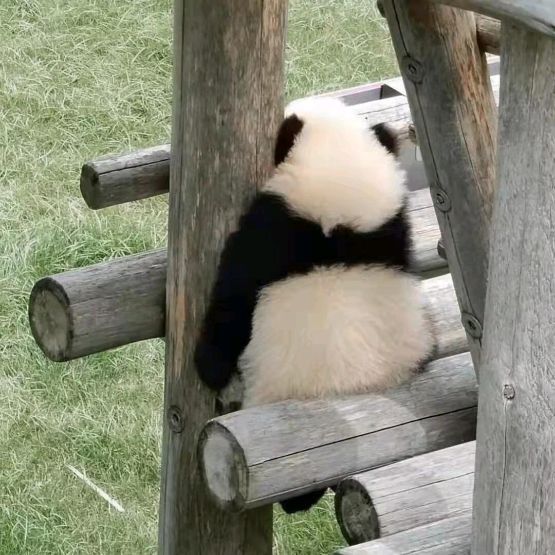 哆叽咚-