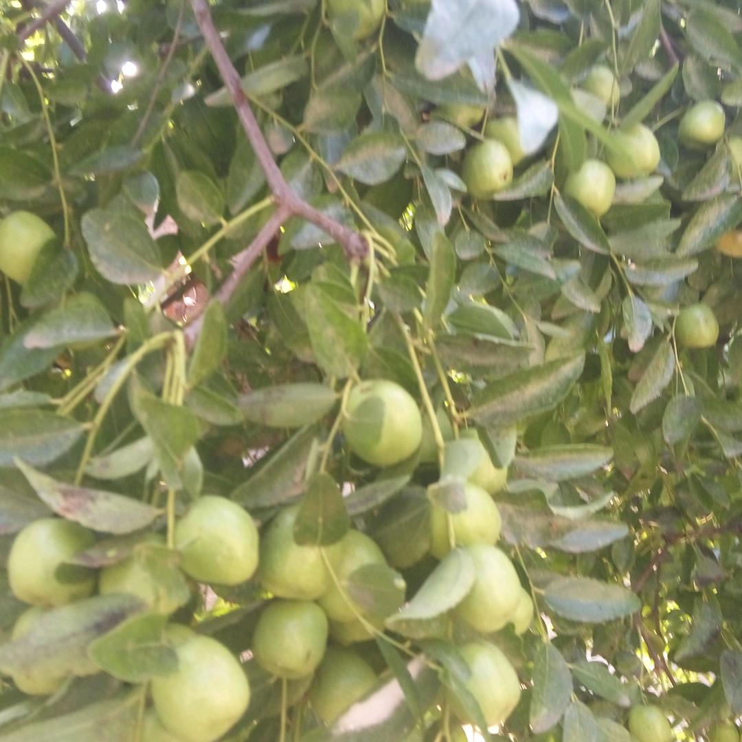 我苦瓜6后喜欢刷抖音