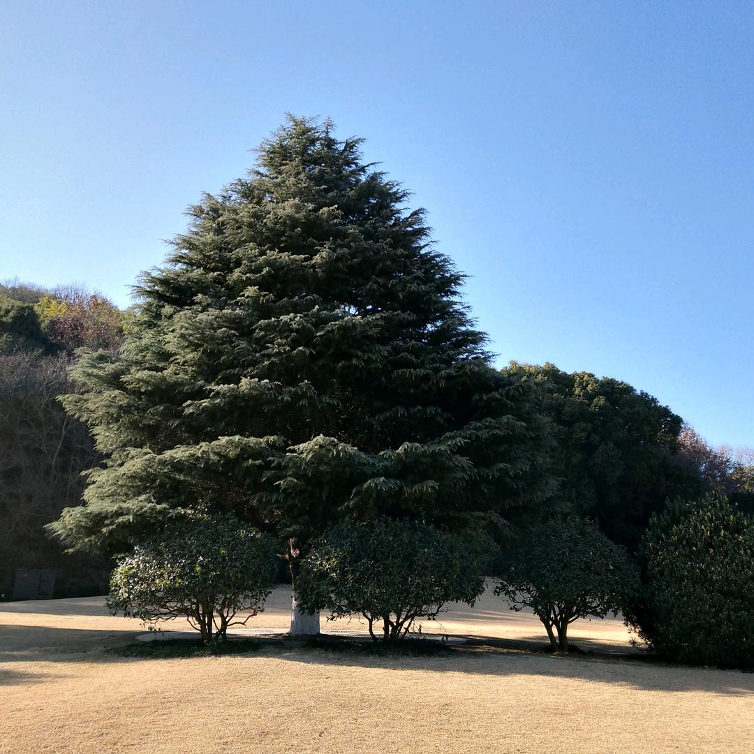 山清水秀
