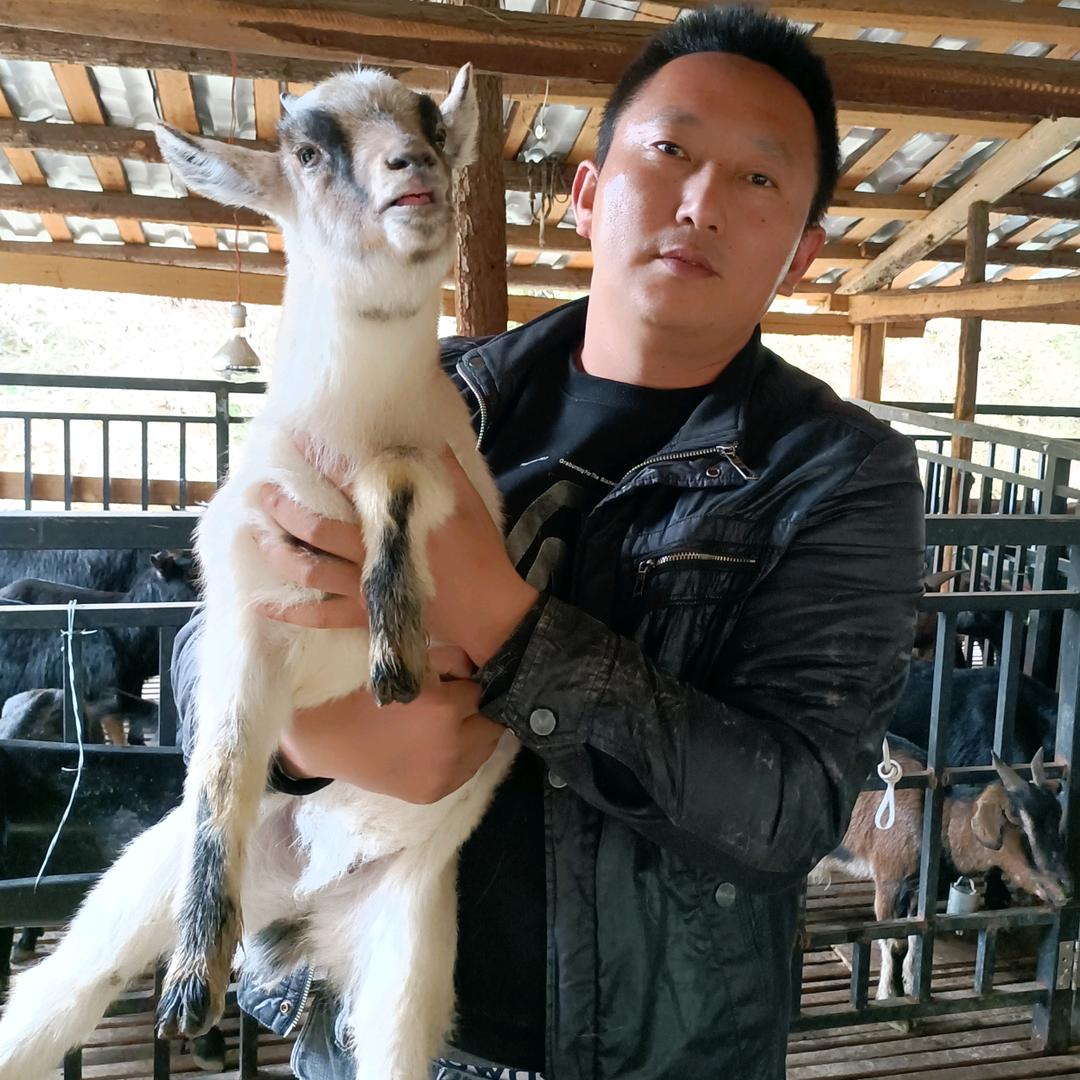 黑山羊阿蛮