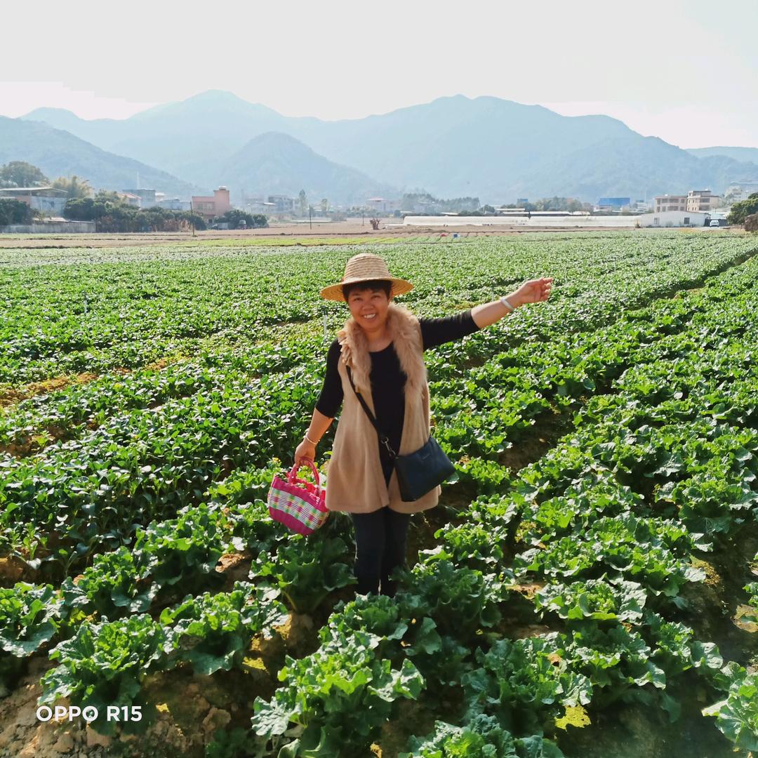 开心果乐园—中华田园犬