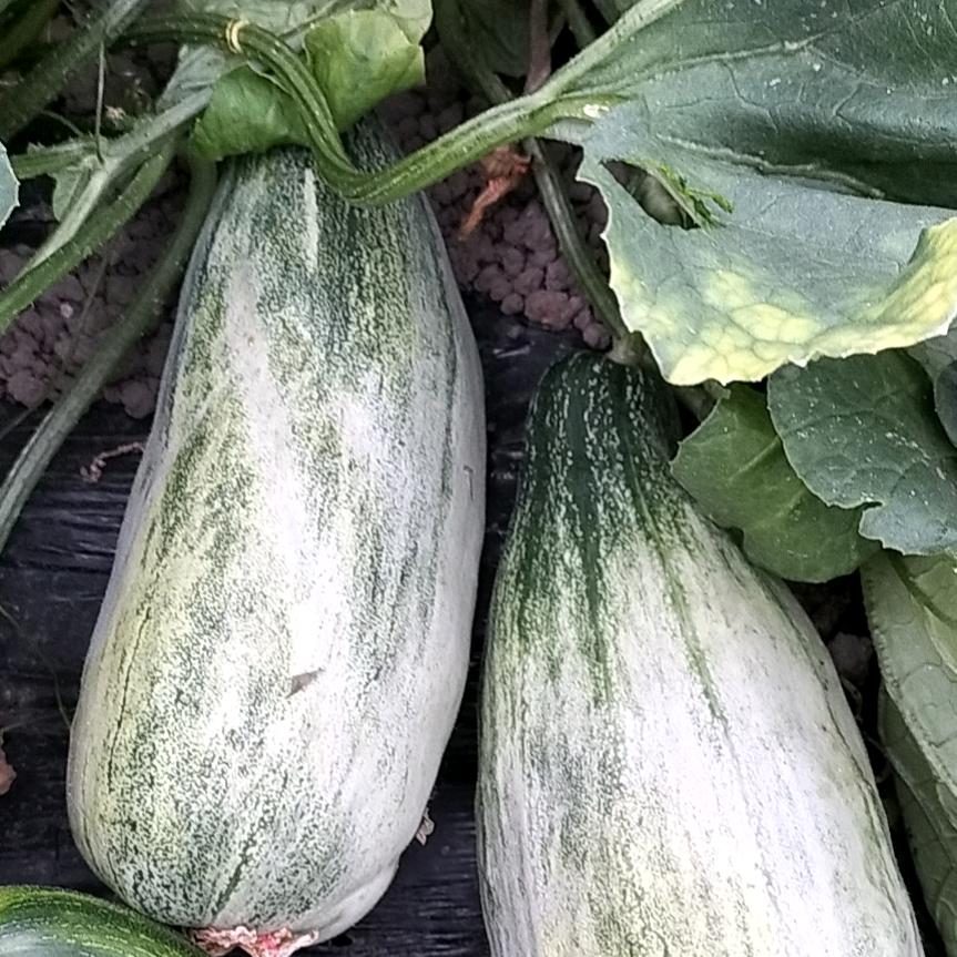 坤哥农业💰💰💰💰💰💰😄😄