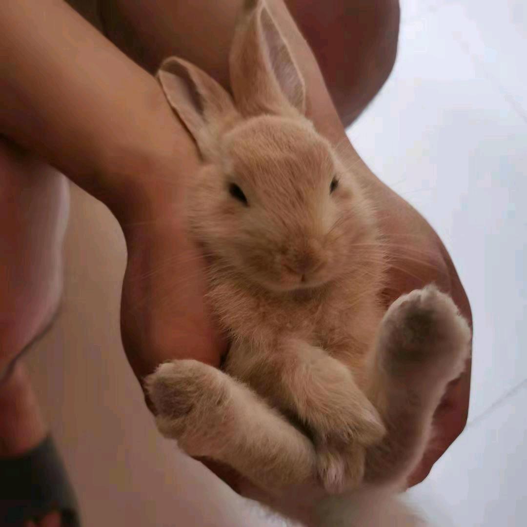 最爱大菠萝