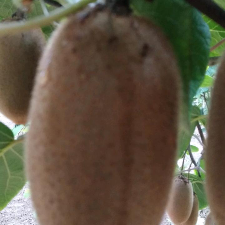 诚信，谢绝连赞