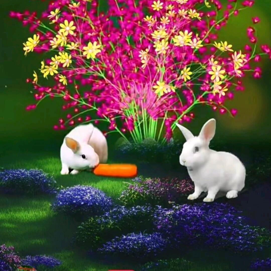 💞幸🦋运🍃星💫