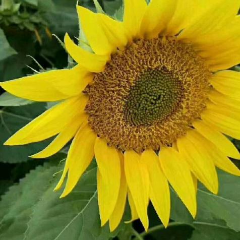 金之恋鲜花小姐姐