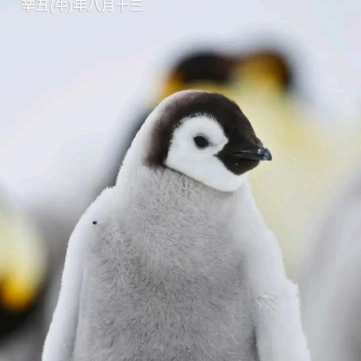 妮儿的兔