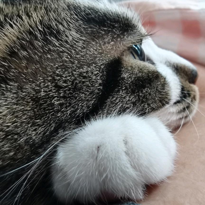 何清川