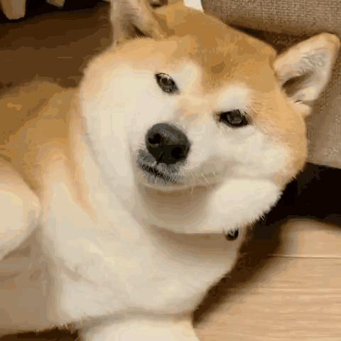 彩虹不是梦