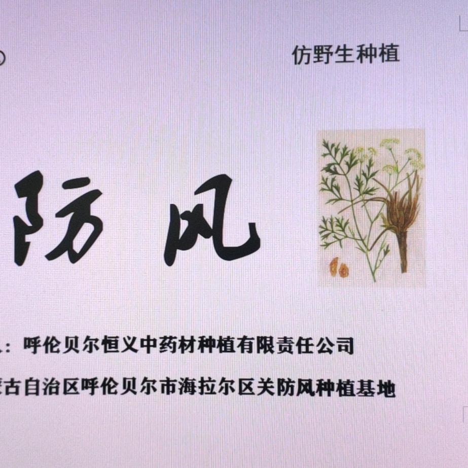 海拉尔关防风种植基地乌立君