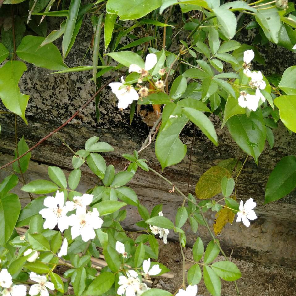 兰姐＜拒绝私聊>🌺🍀🌹