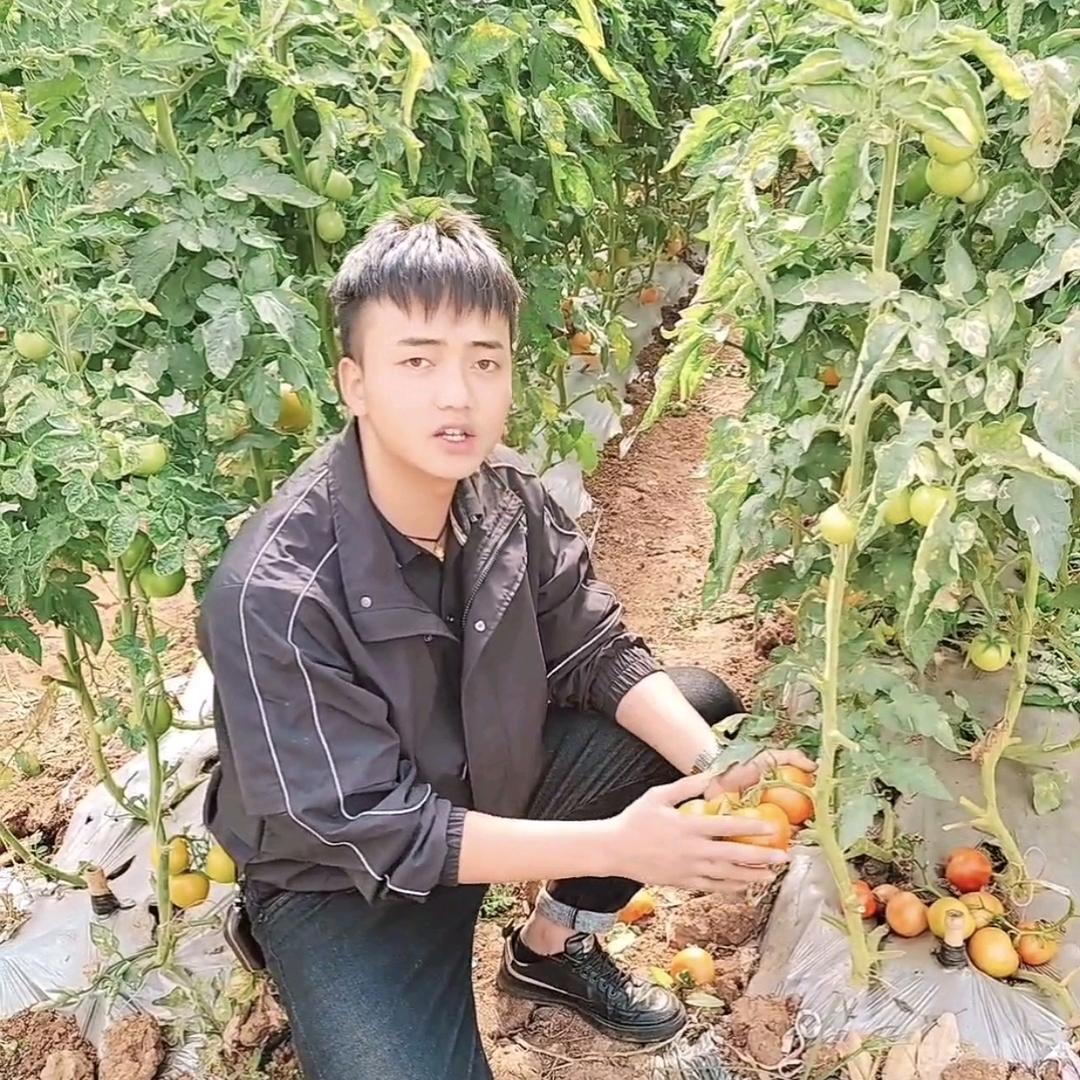 云南，🌱无土栽培🍅，第一人，洛笙