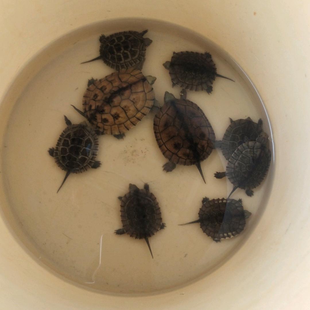 大牙番茄